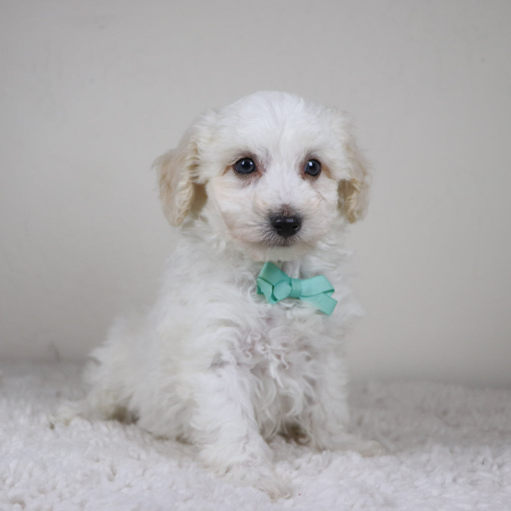 Hogan - Available Now