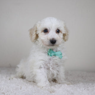 Hogan - Available Now