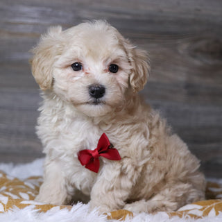 Hondo - Available Now