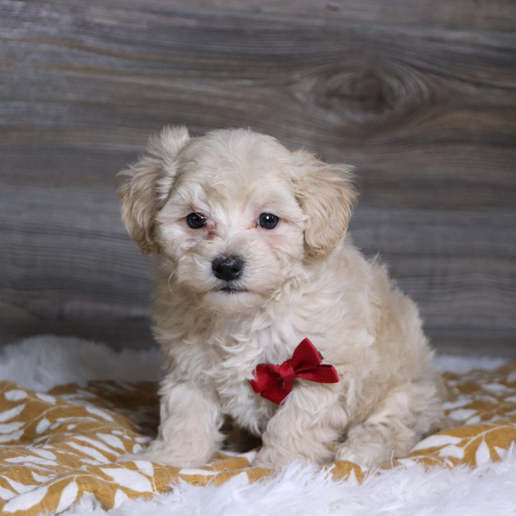 Hondo - Available Now