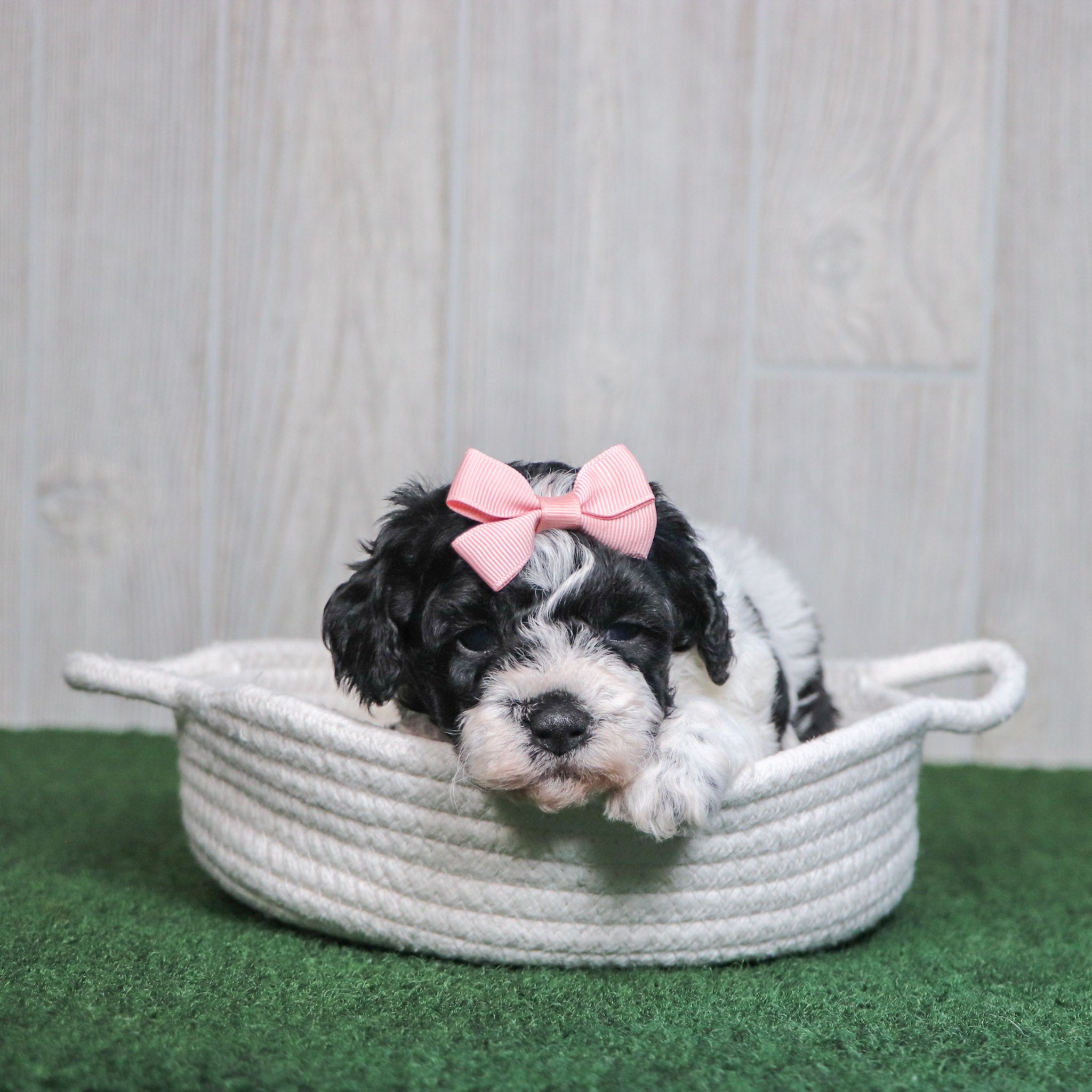 PUPPIES FOR SALE IN SUMMERFIELD