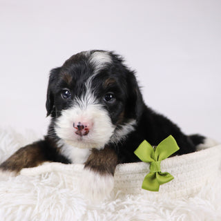 Hugh - Available 12/17