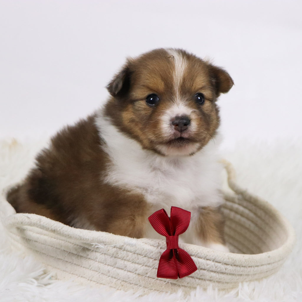 Hunter - Available Now