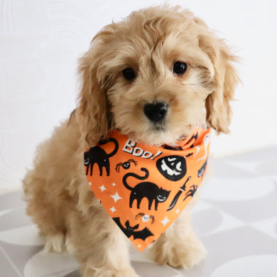 Tator - Available Now