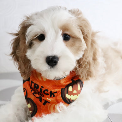 Irvin - Available Now