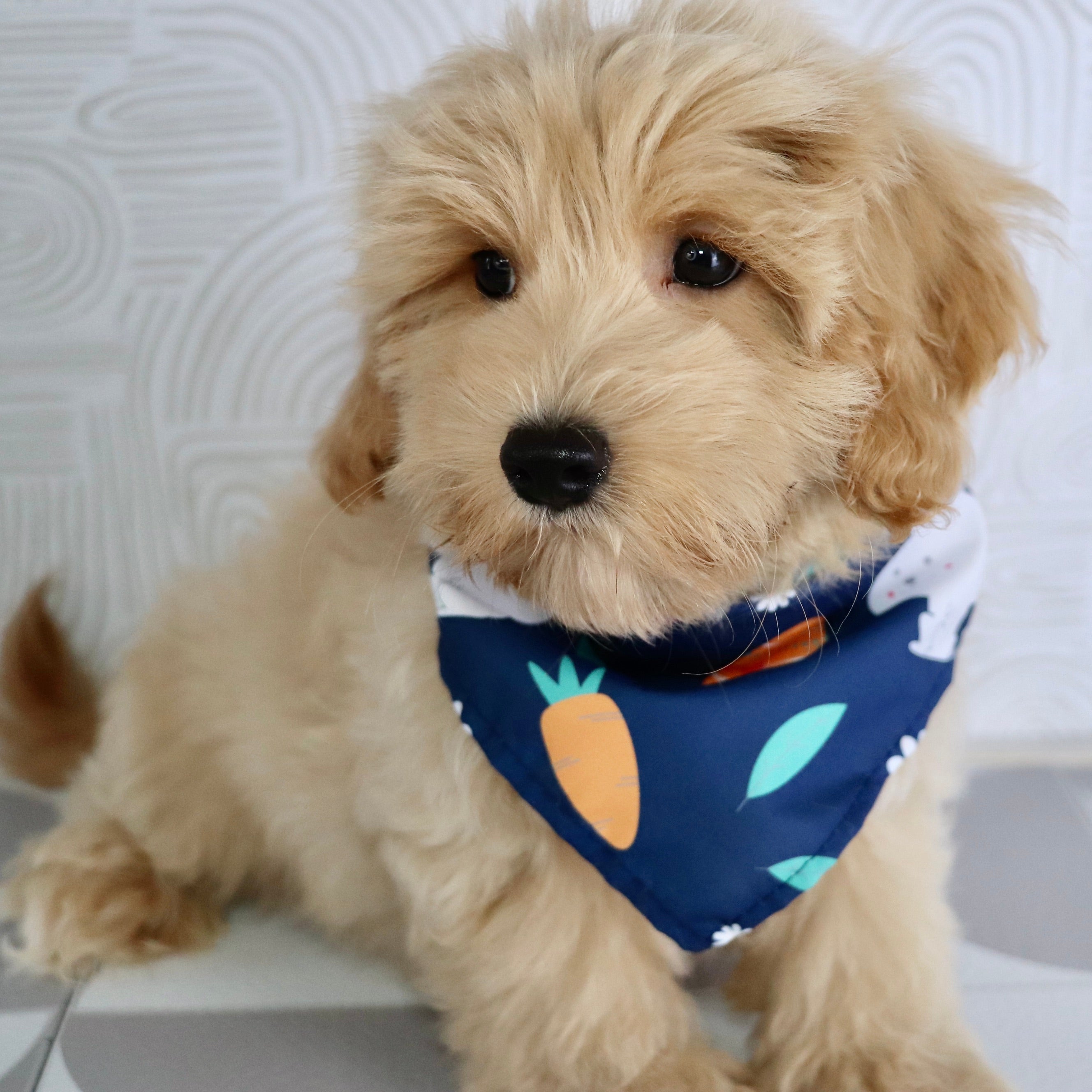 PUPPIES FOR SALE IN SALISBURY