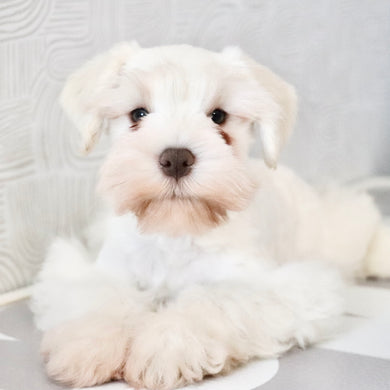 Chandler - Available Now