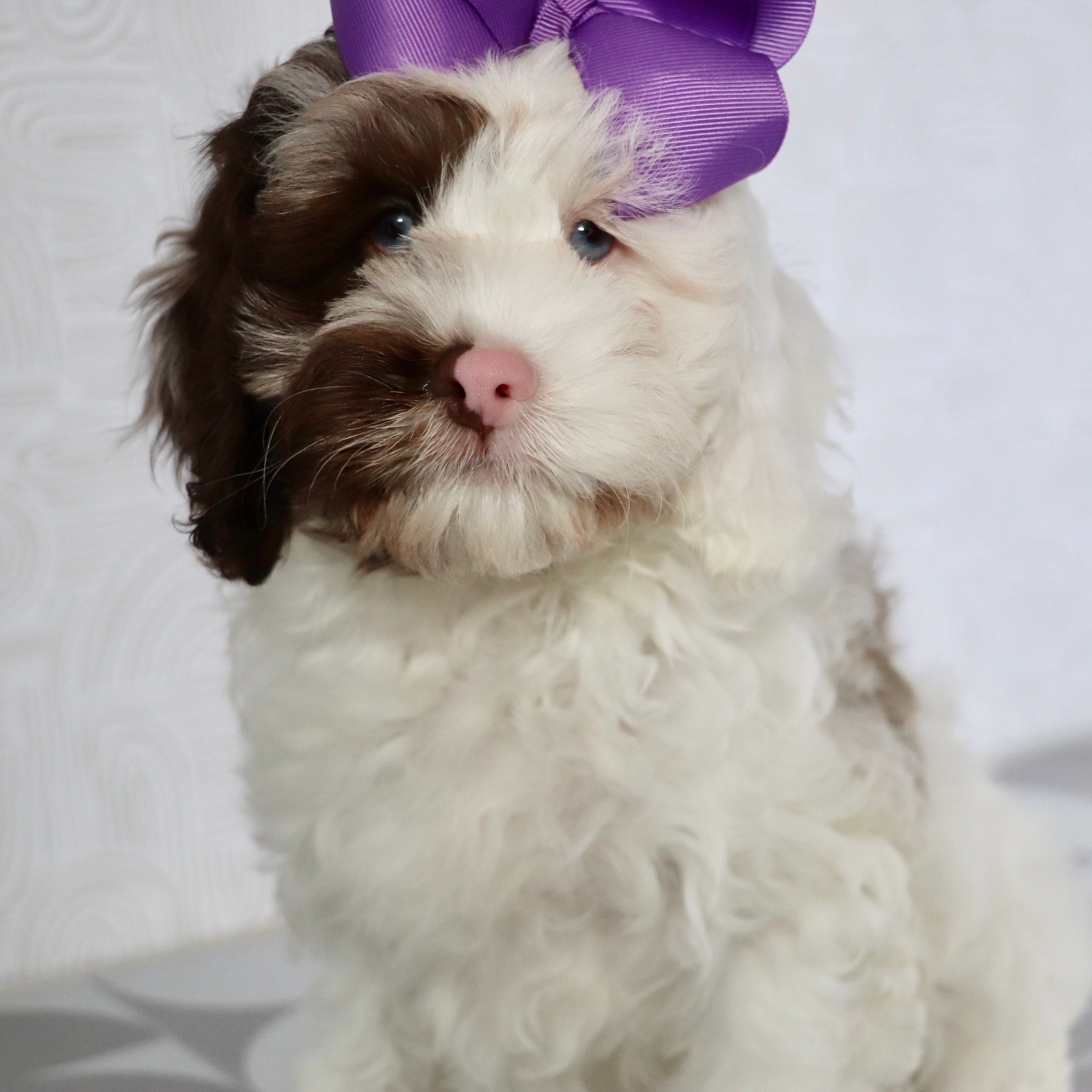 PUPPIES IN GIBSONVILLE, NORTH CAROLINA