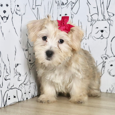 Poppy - Available Now