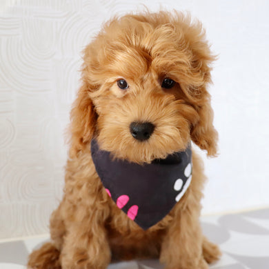 Cher - Available Now