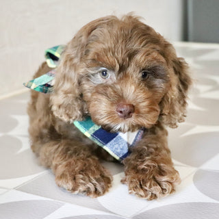 Petey - Available Now