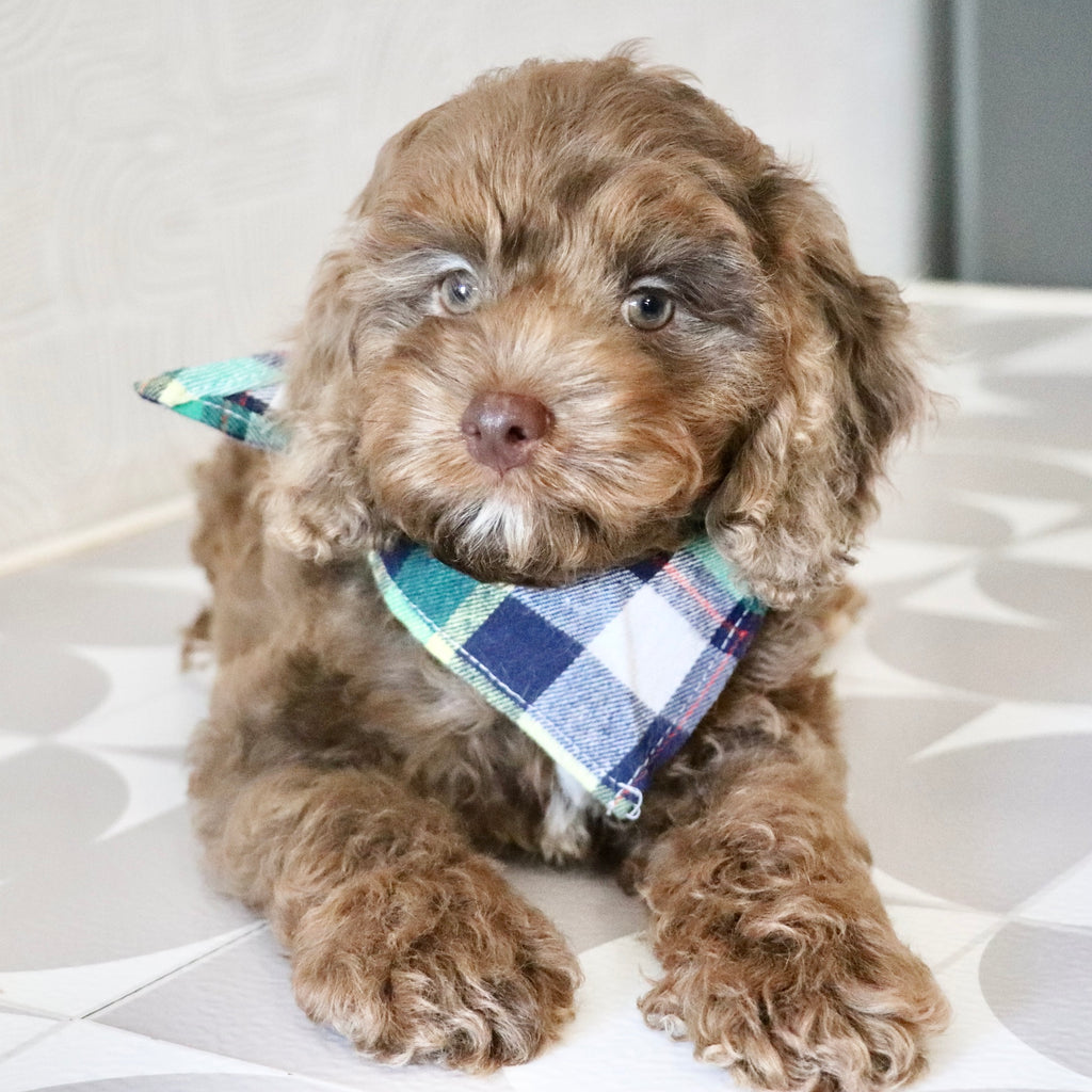 Petey - Available Now