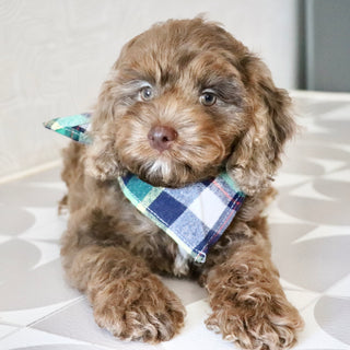 Petey - Available Now