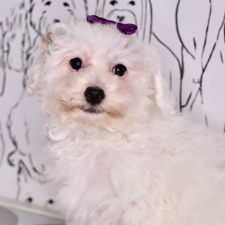 Poppy