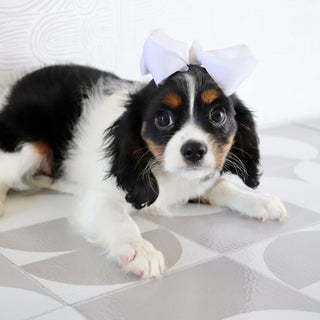 Rainbow - Available Now