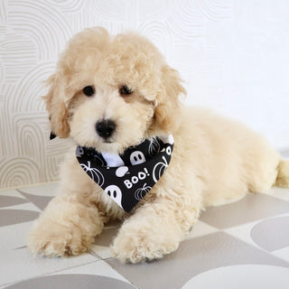 Kane - Available Now