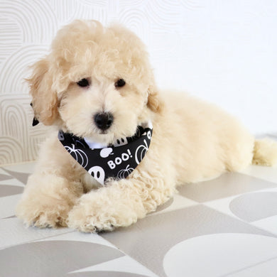 Kane - Available Now