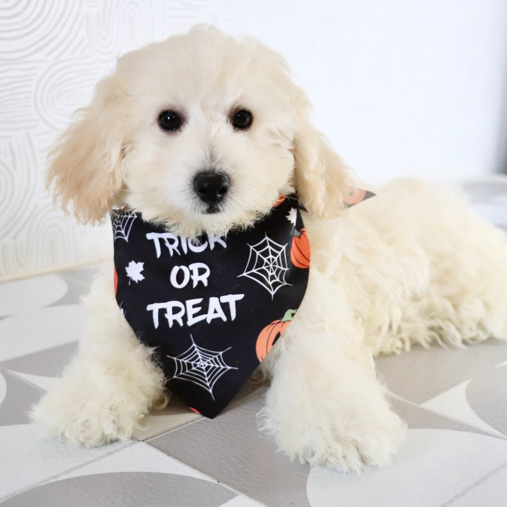 Eddie - Available Now