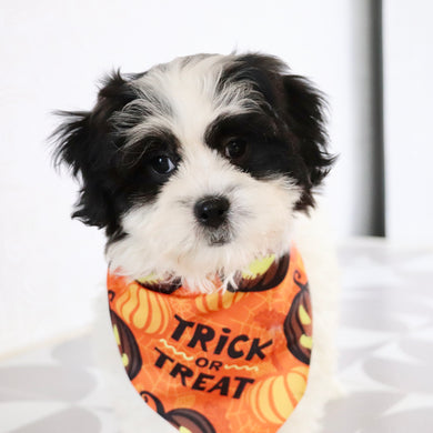 Lilly - Available Now