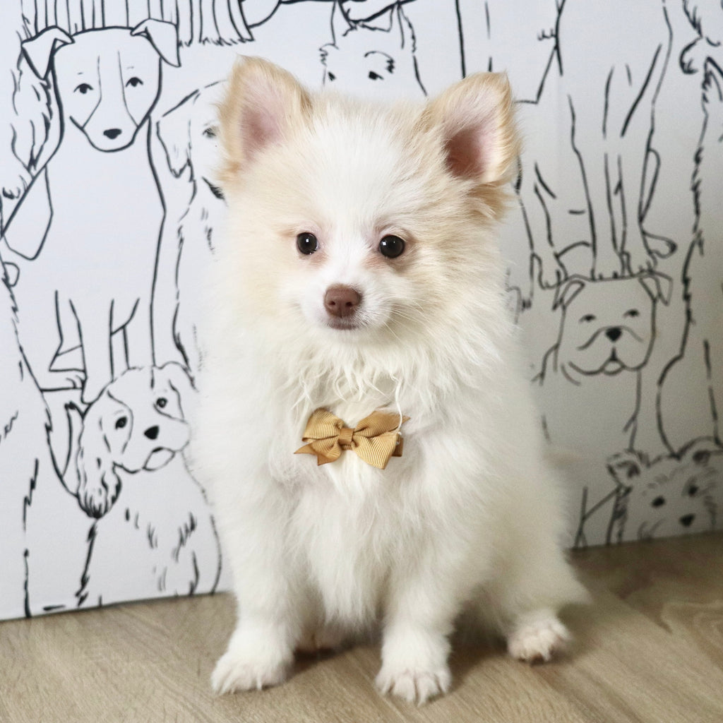 Marcello - Available Now