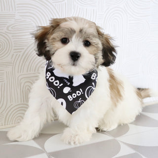 Topper - Available Now