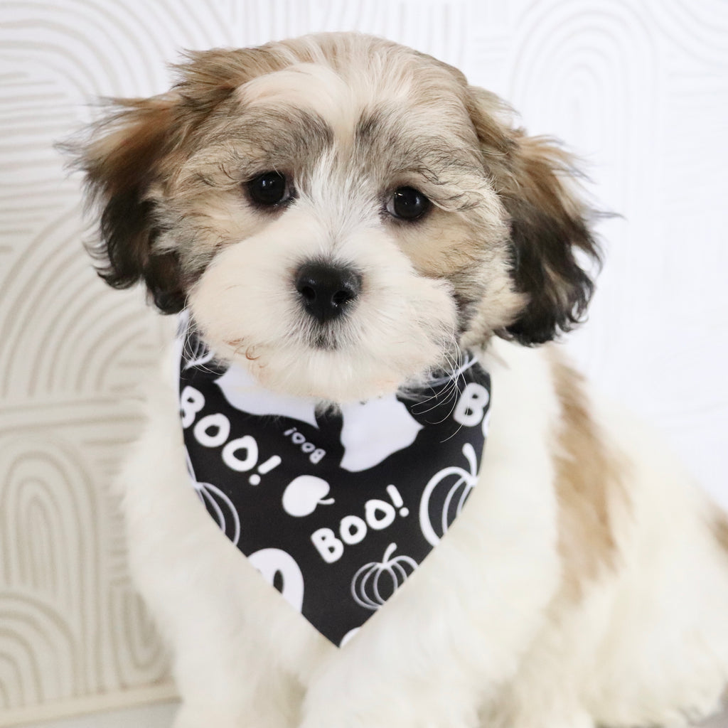 Topper - Available Now