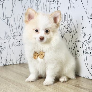 Marcello - Available Now