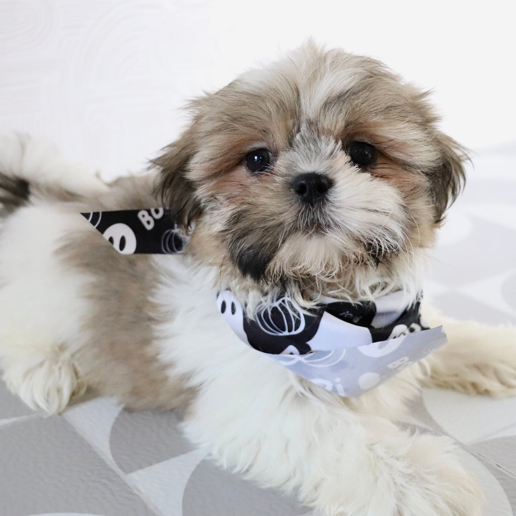 Jared - Available Now