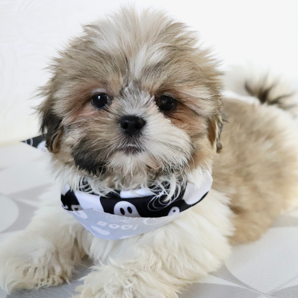 Jared - Available Now