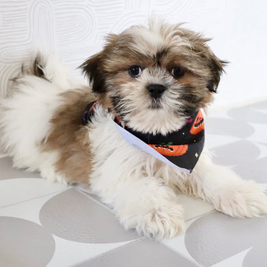 Ronnie - Available Now