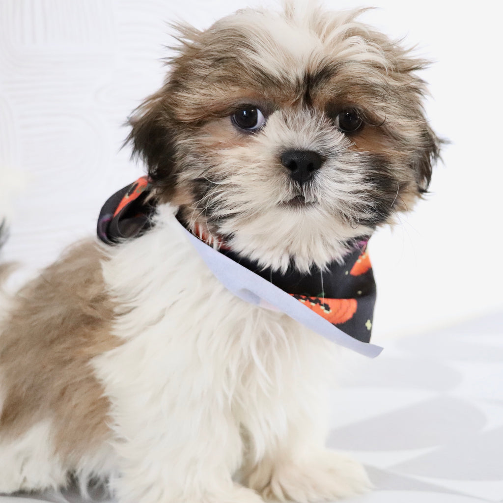 Ronnie - Available Now