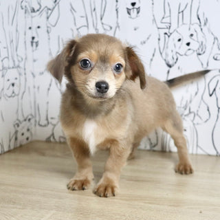 Oscar - Available Now