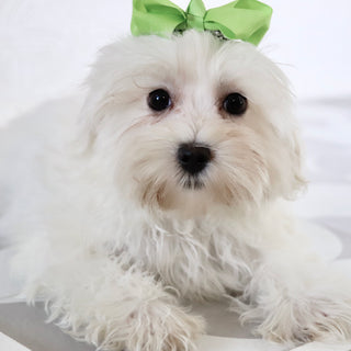 Nika - Available Now