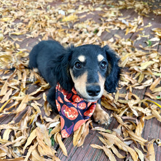 Bruno - *PRE-TRAINED* Available 10/26