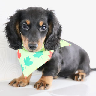 Butch - Available Now