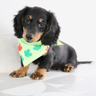 Butch - Available Now