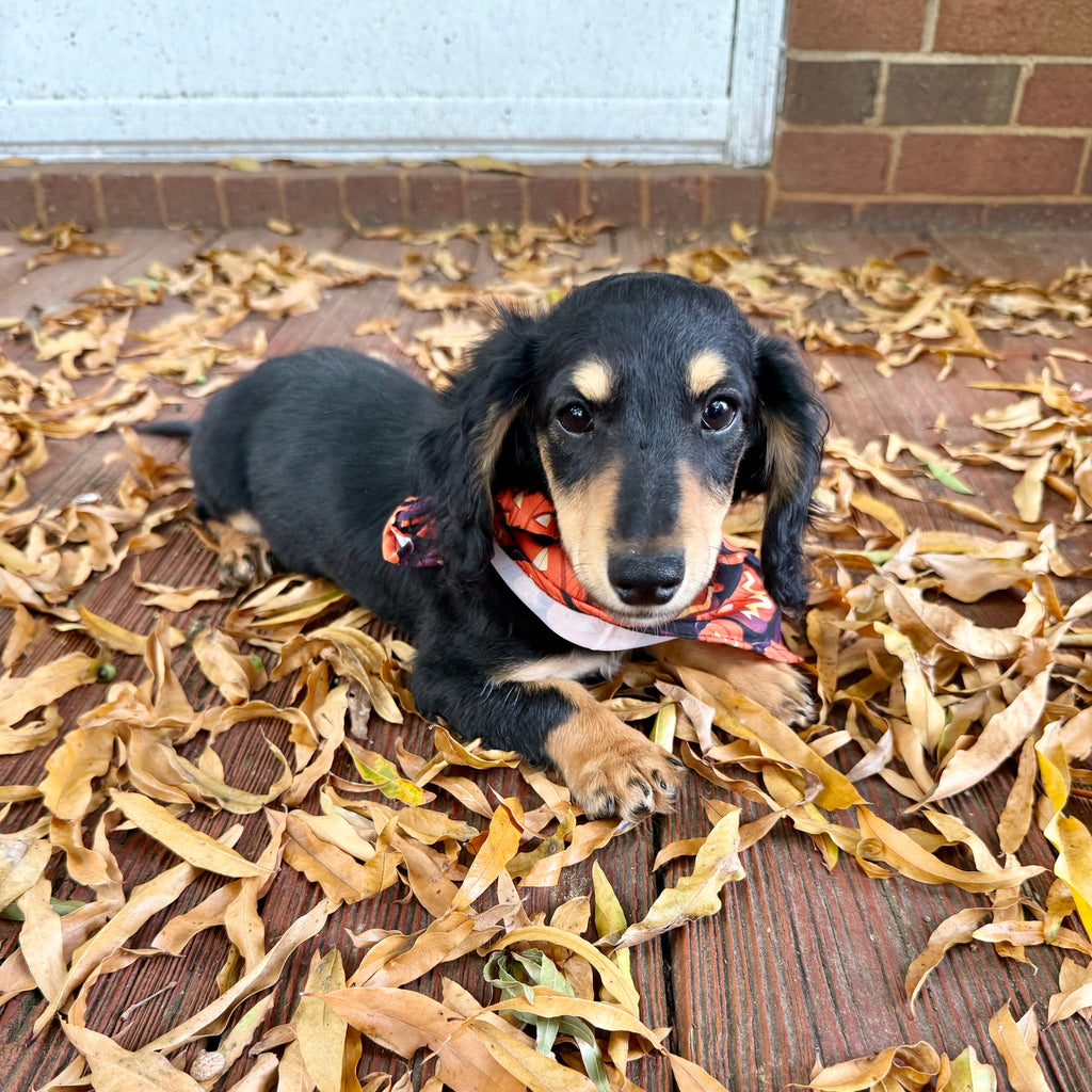 Bruno - *PRE-TRAINED* Available 10/26