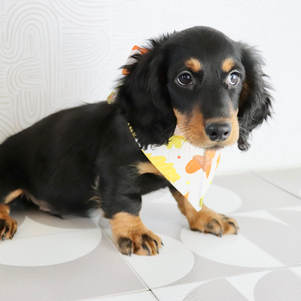 Karl - Available Now