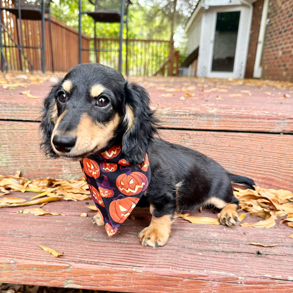 Bruno - *PRE-TRAINED* Available 10/26