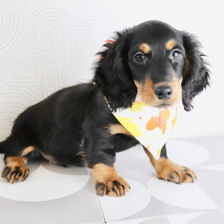 Karl - Available Now