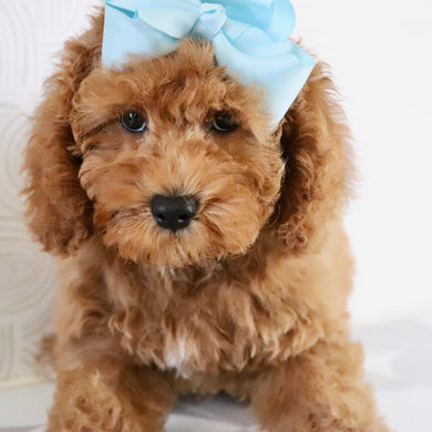 Latasha - Available Now