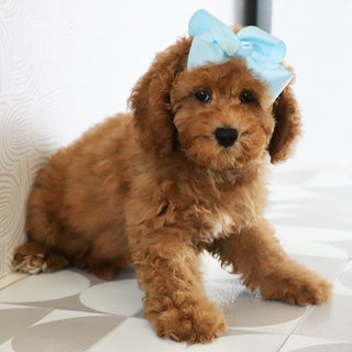 Latasha - Available Now