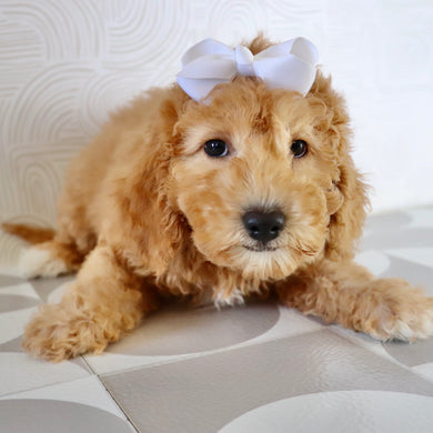 Dasmine - Available Now