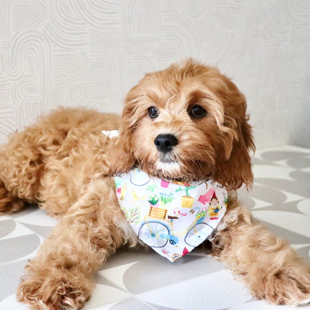 Polly - Available Now