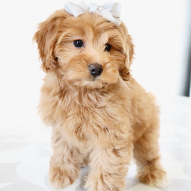 Moxie - Available Now