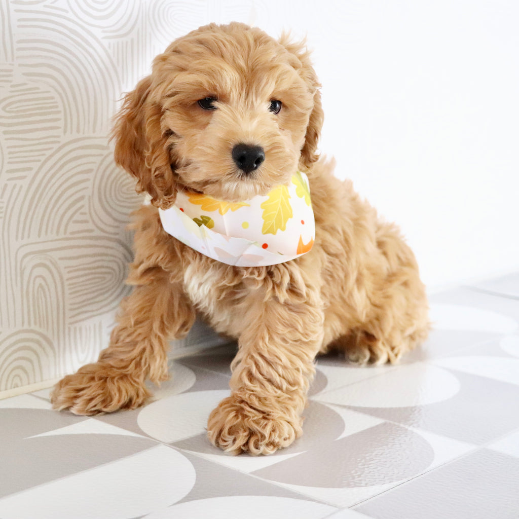 Finn - Available Now