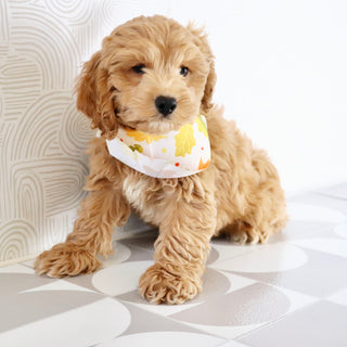 Finn - Available Now