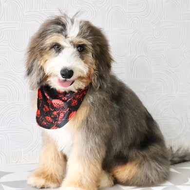 Charlie *PRE-TRAINED* - Available Now