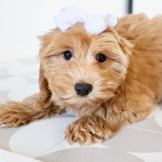 Nadine - Available Now