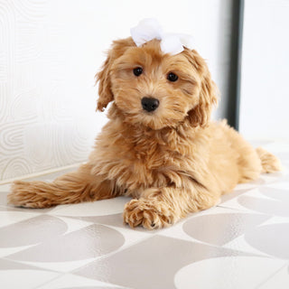 Nadine - Available Now